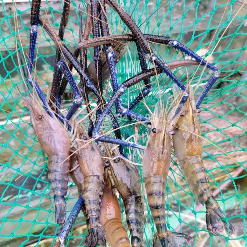 cung cap tom cang xanh tai hoai nhon